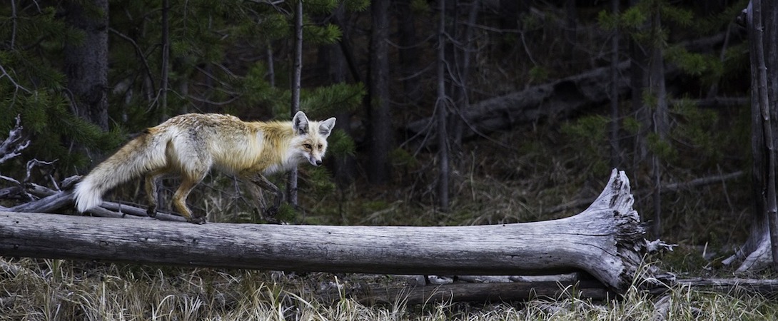 a red fox in the woods