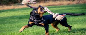 rottweiler playing with a dog toy in the backyard