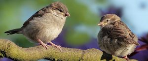 two birds on a branch