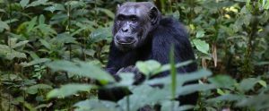 chimpanzee in the wild