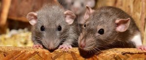 two rats