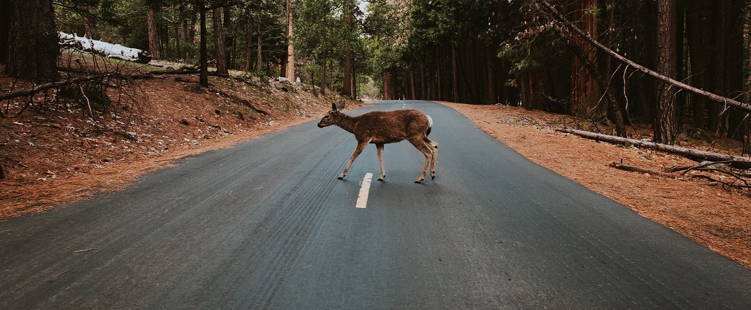 a deer crossing a road