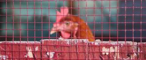 a broiler chicken behind a red fence