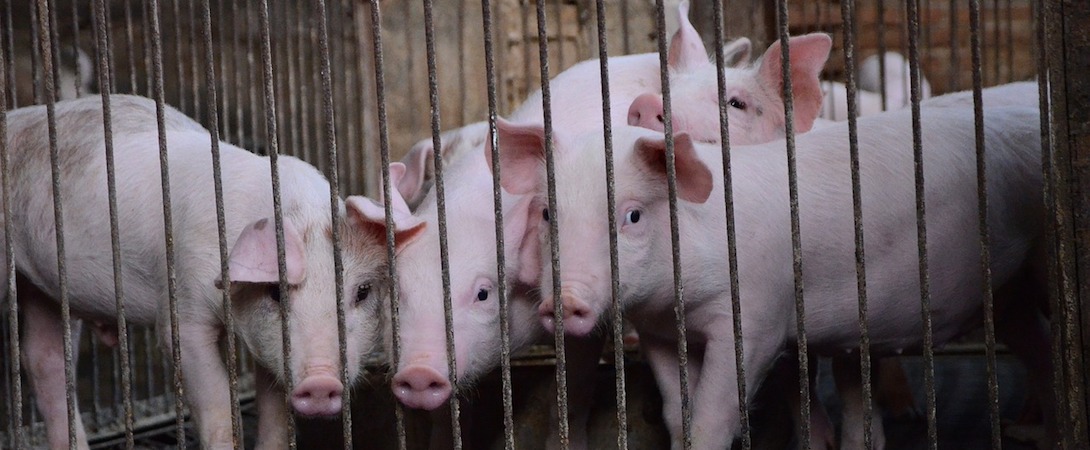 pigs behind a metal fence