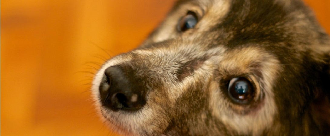 brown dog