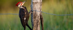woodpecker