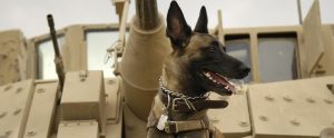 army German Shepard on a tank