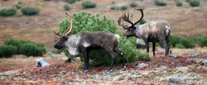 two reindeer near a bush