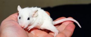 a cute rodent in a person's hand