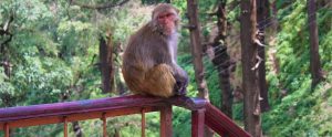 a monkey sitting on a red wooden handrail