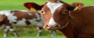 cow on a pasture