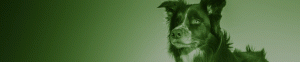 Faunalytics Research Alerts