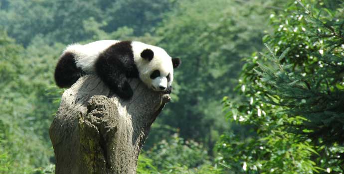 giant panda zoo habitat