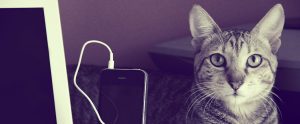 grey cat next to an iPhone being charged
