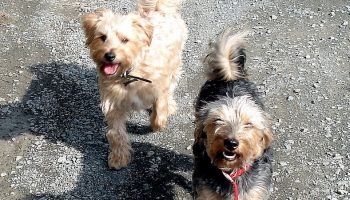 two smiling dogs walking on stone pavement