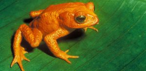 Golden Toad (endangered)