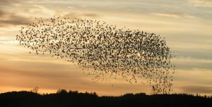 Murmuration