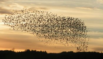 Murmuration