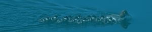 [Header Image - Ducklings]