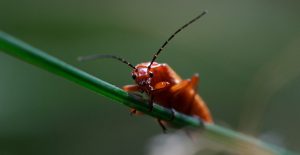 Does Insect Suffering Bug You?