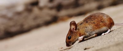 brown mouse on pavement