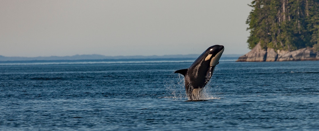 Killer Whales and Killer Plastics - Faunalytics