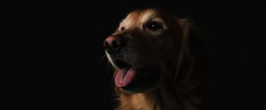 golden retriever against a black background