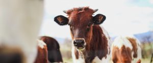 young cow in field