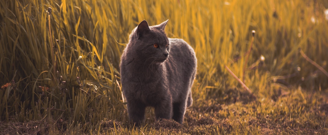 cat in field