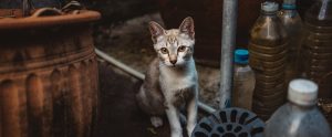 feral cat in the street