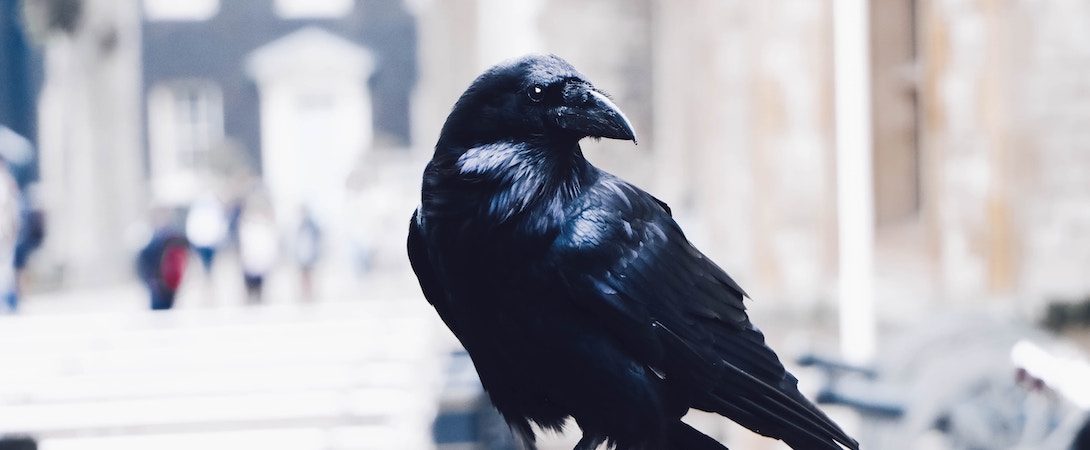 raven in the city