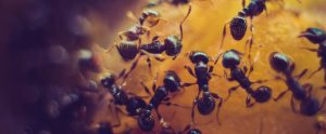 ants close up