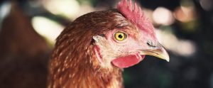 chicken portrait with bokeh background