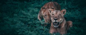 lions in foliage