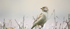 small bird on a twig in a field