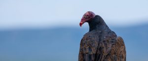 california condor with soft focus background
