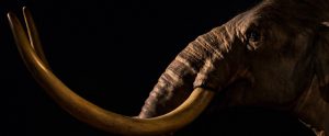 wooly mammoth portrait