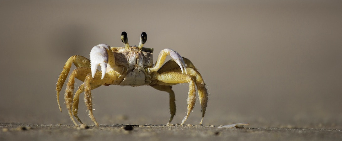 small crab on the beach