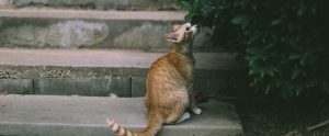kitty smelling a plant on a staircase outside