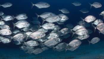 school of fishes