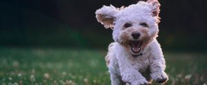 dog running and jumping