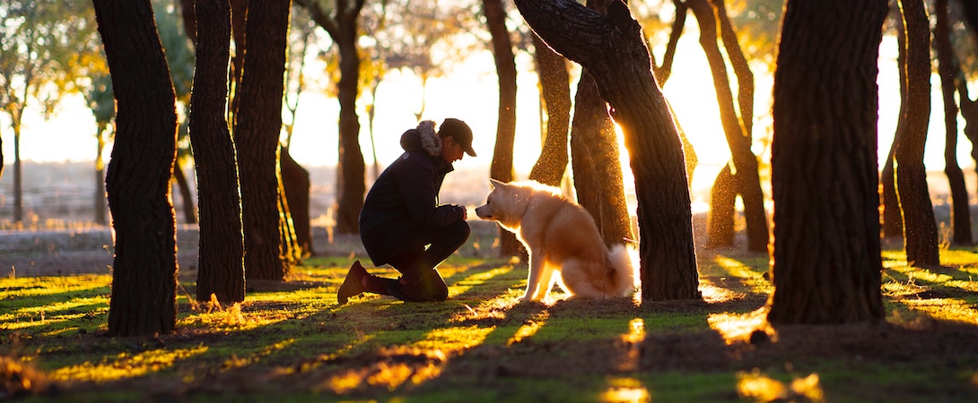 person and dog in a sunlit forest.