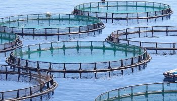 fish farm