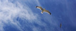 flying seagull from below with blue sky
