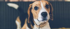 beagle pup close up