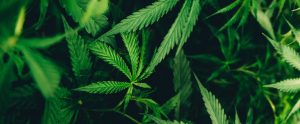 marijuana plants