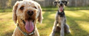 dogs in foreground and background