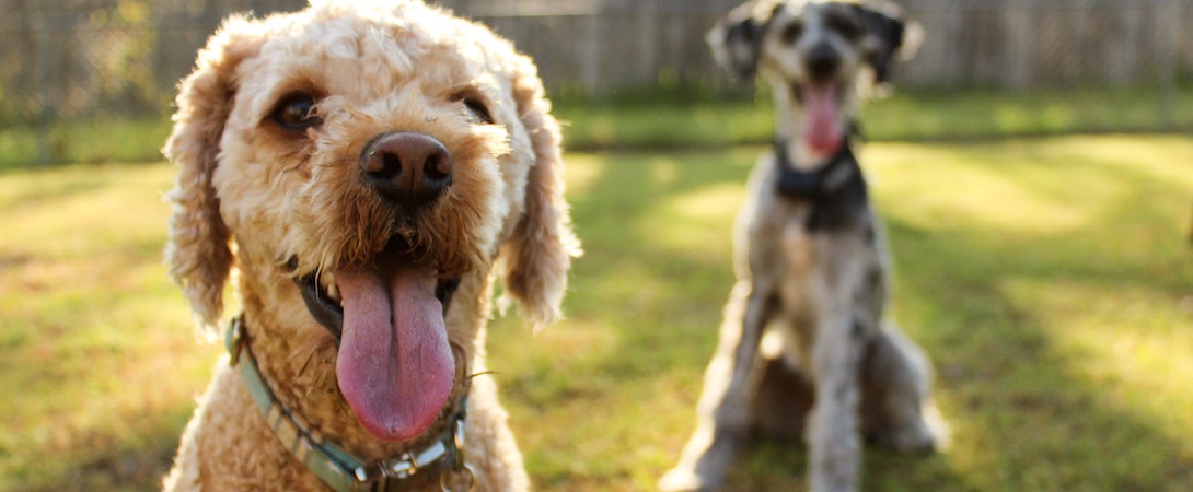 dogs in foreground and background