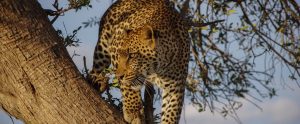jaguar in a tree