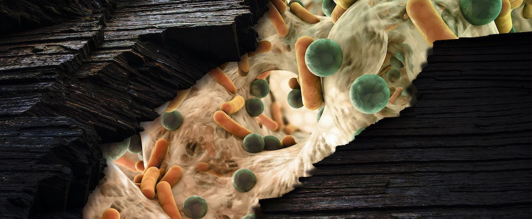 microbes up close